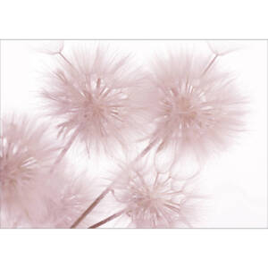 Фототапет Стандарт 360х254см Розови глухарчета