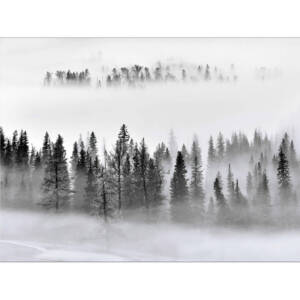Фототапет Премиум 375х270см Мъглива борова гора
