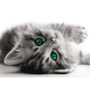 Фототапет Премиум 160х110см Коте